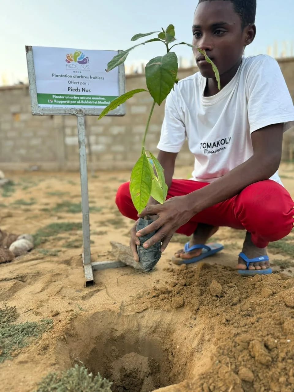 Un jeune plante un arbre fruitier à côté du panneau « Plantation d'arbres fruitiers »