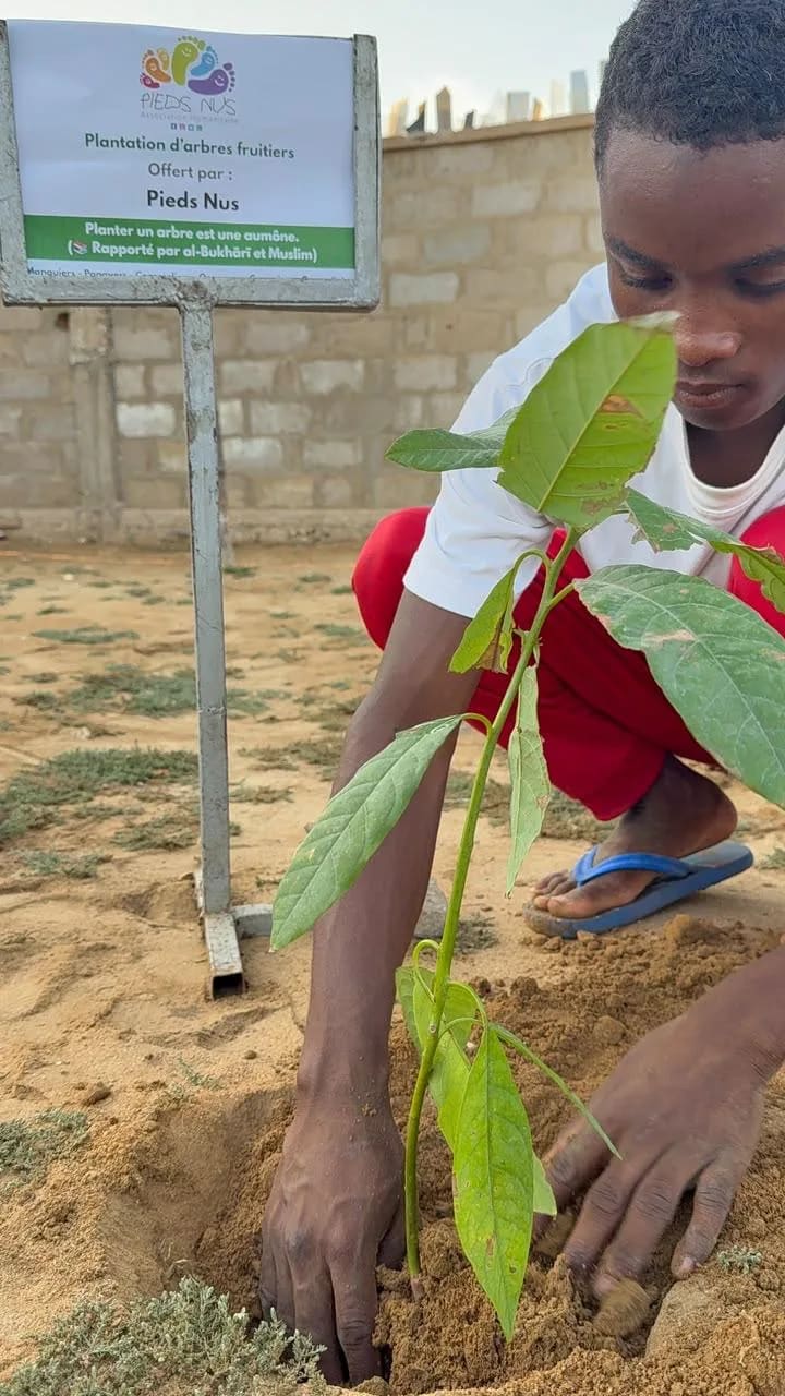 Un jeune met en terre un arbre fruitier, le panneau de l'association derrière lui